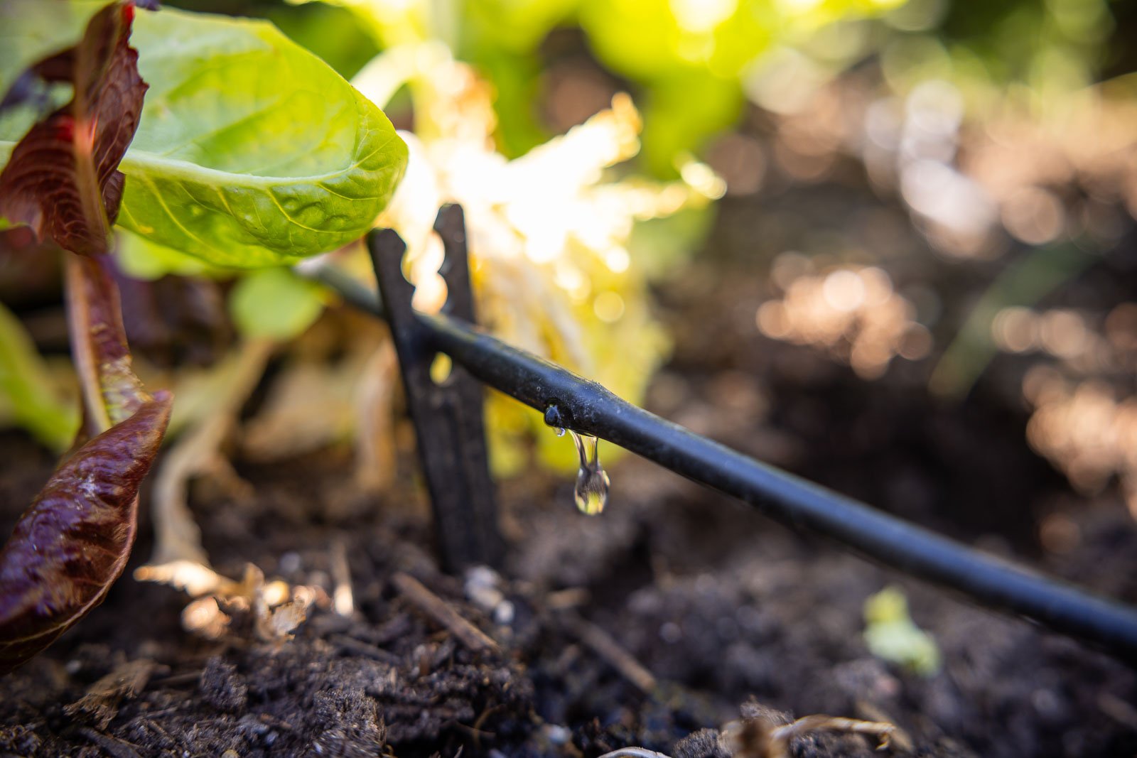 efficient drip irrigation system watering plants