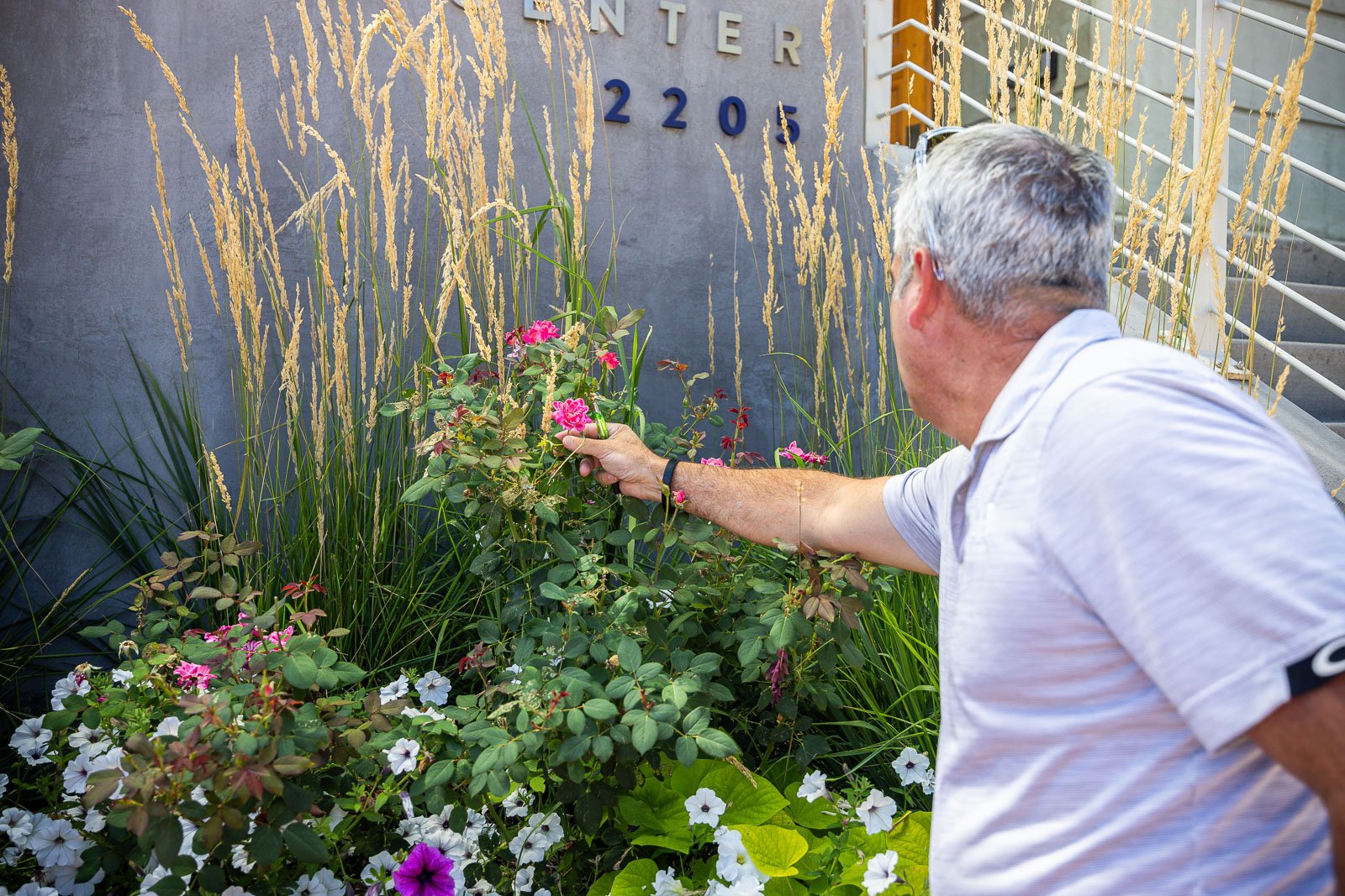 Commercial landscaping account manager inspecting a rose bloom