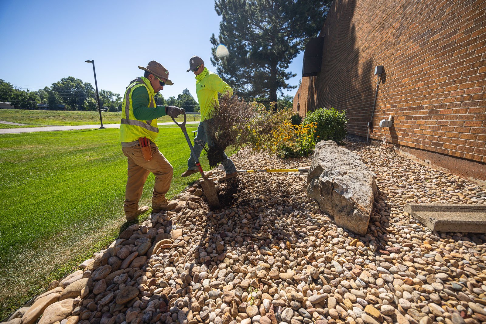 commercial maintenance crew removing dead shrub