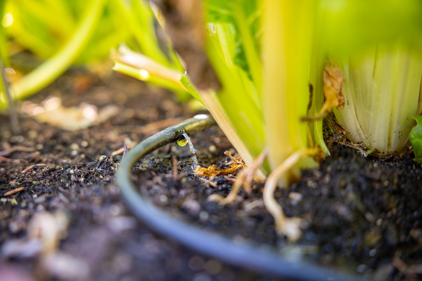 drip irrigation 1