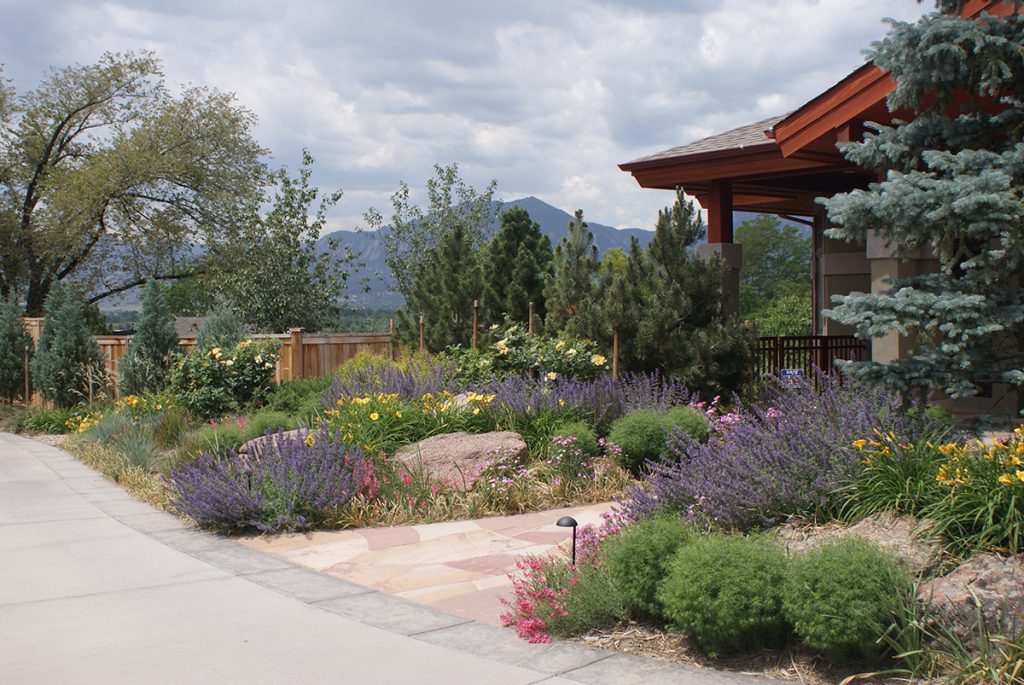 native plants in a landscape