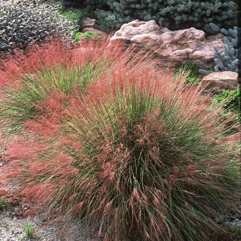 Undaunted Ruby Muhly Grass