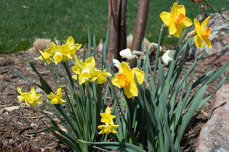 spring daffodils