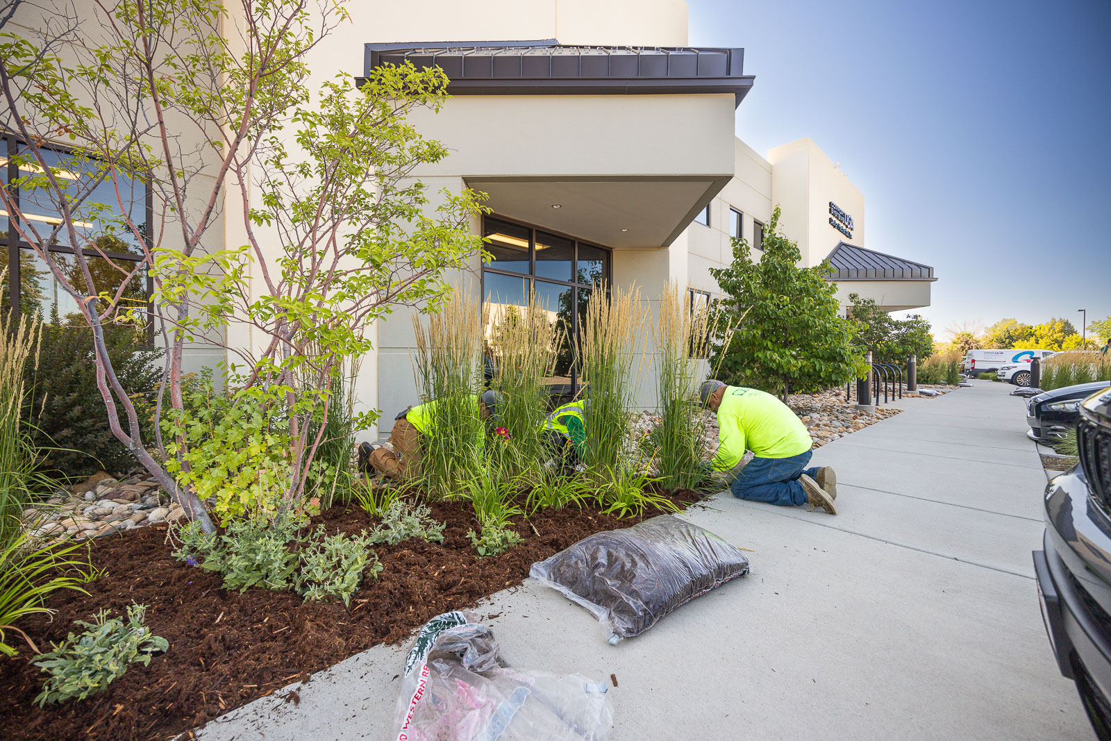 commercial landscaping crew planting